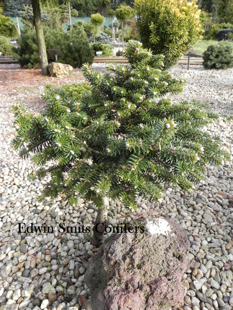 Abies pinsapo 'Espania 1'